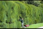 Best way to cut a privet Hedge, solid-wall-cutting-hedge,