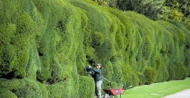 Best way to cut a privet Hedge, solid-wall-cutting-hedge,