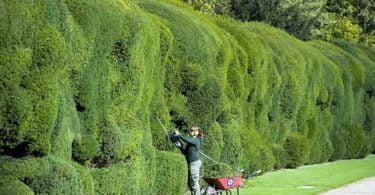 Best way to cut a privet Hedge, solid-wall-cutting-hedge,