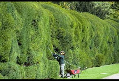 Best way to cut a privet Hedge, solid-wall-cutting-hedge,