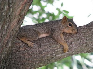 squirrel