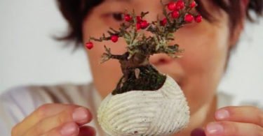 bonsai tree,