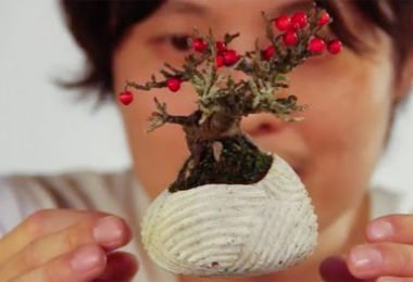 bonsai tree,