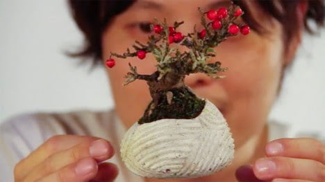 bonsai tree,