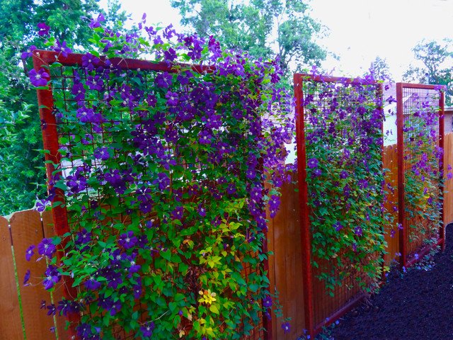 Trellis Metal Trellis