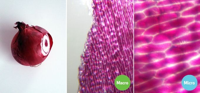 lens for smartphone microscope photography