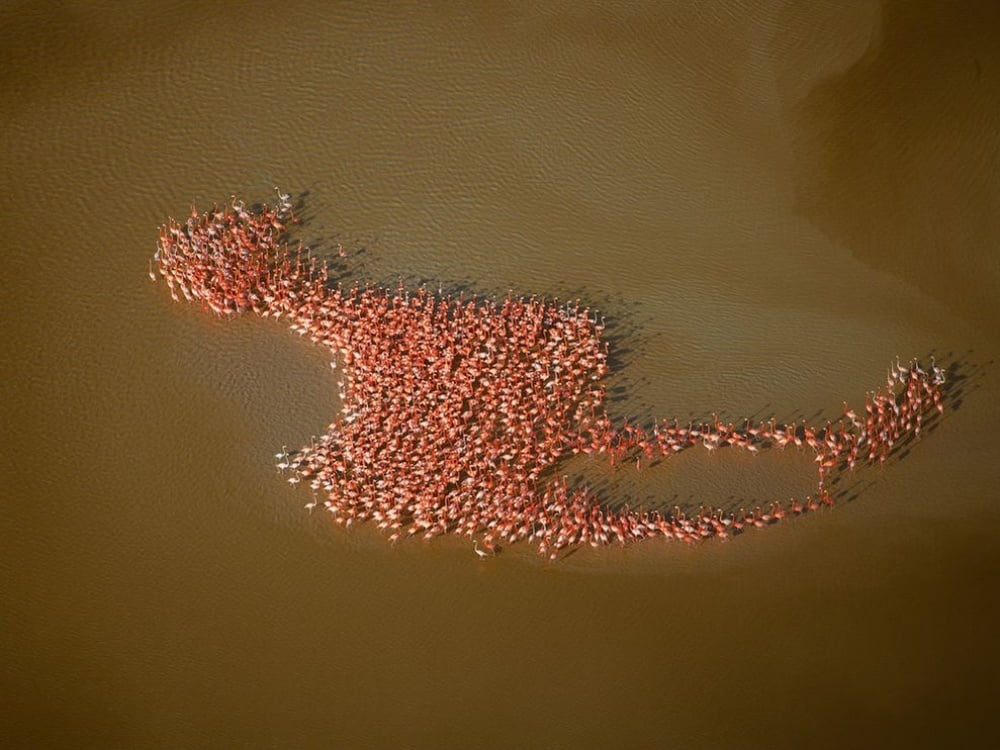 flamingos-gathered-in-the-shape-of-a-flamingo-yucatan-peninsula