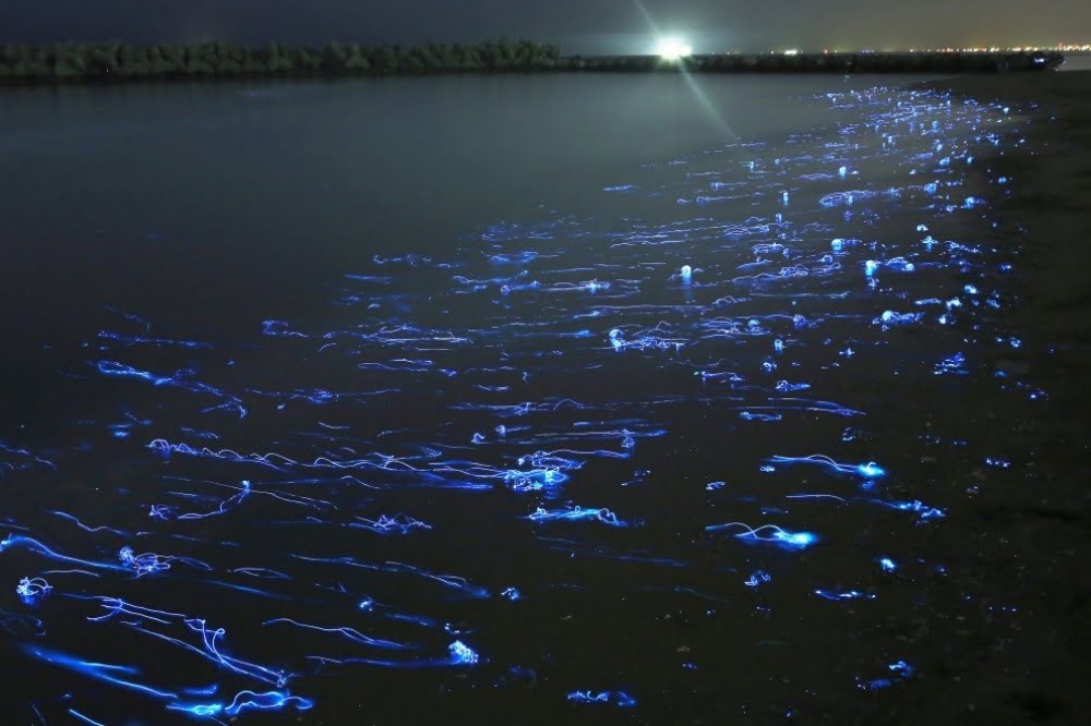 hotaru-ika-firefly-squids-japan