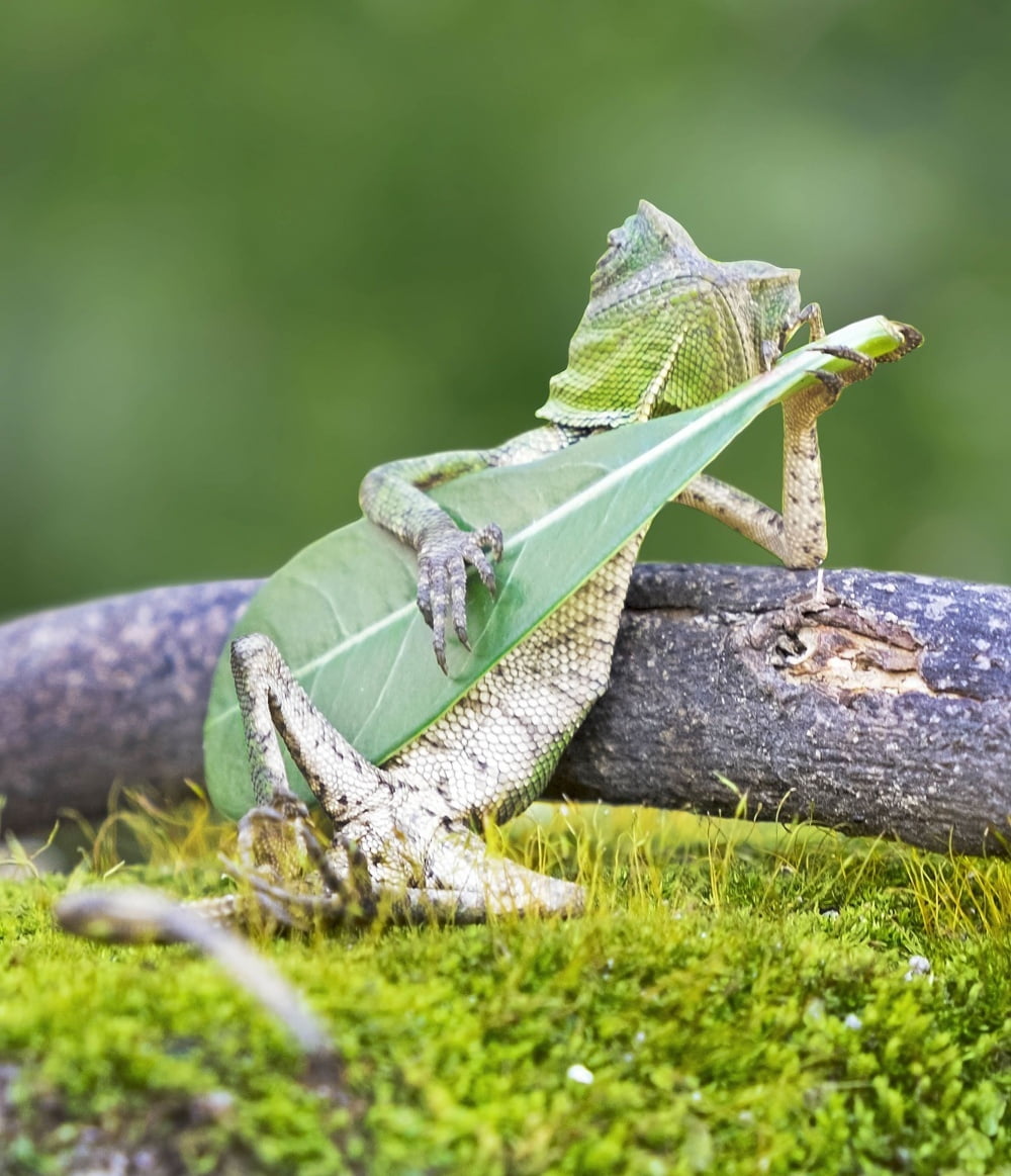 rango-plays-guitar