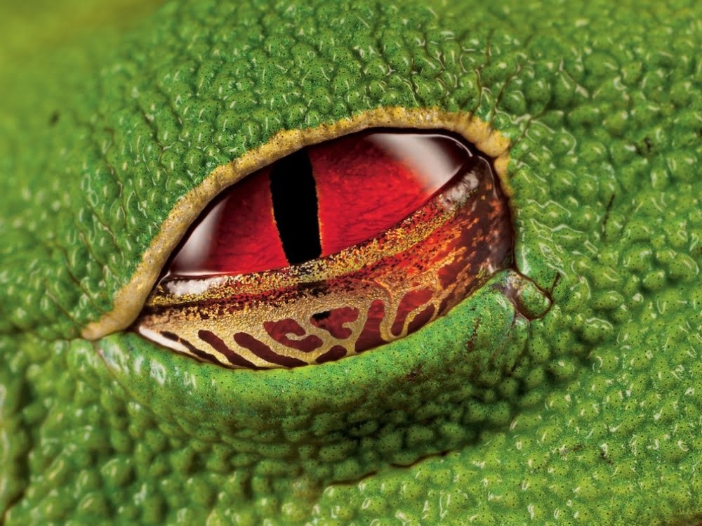 the-scarlet-eyes-of-a-warty-tree-frog
