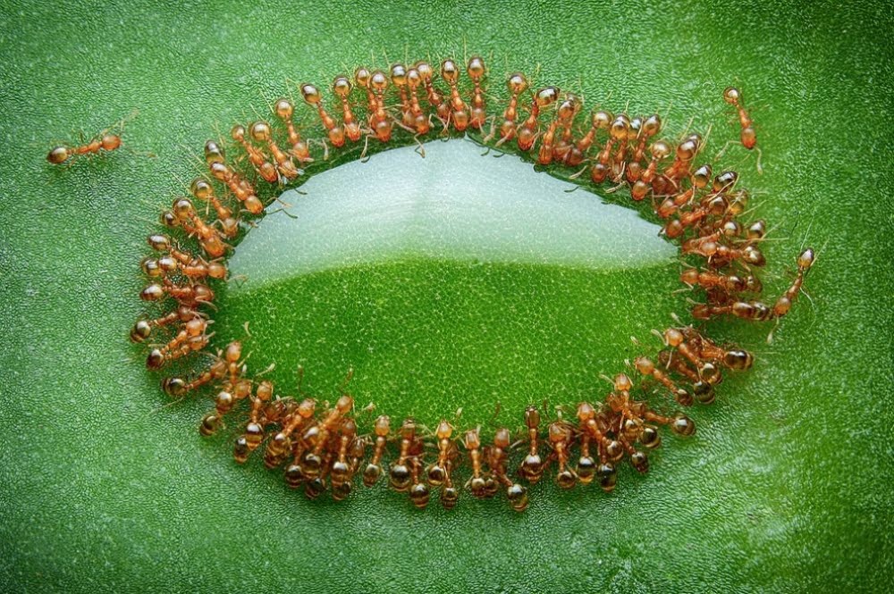 tiny-ants-surrounded-a-drop-of-honey-malaysia