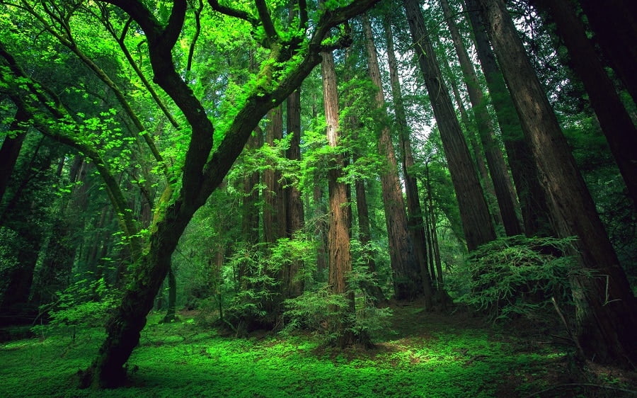 Rain forest, eco system,