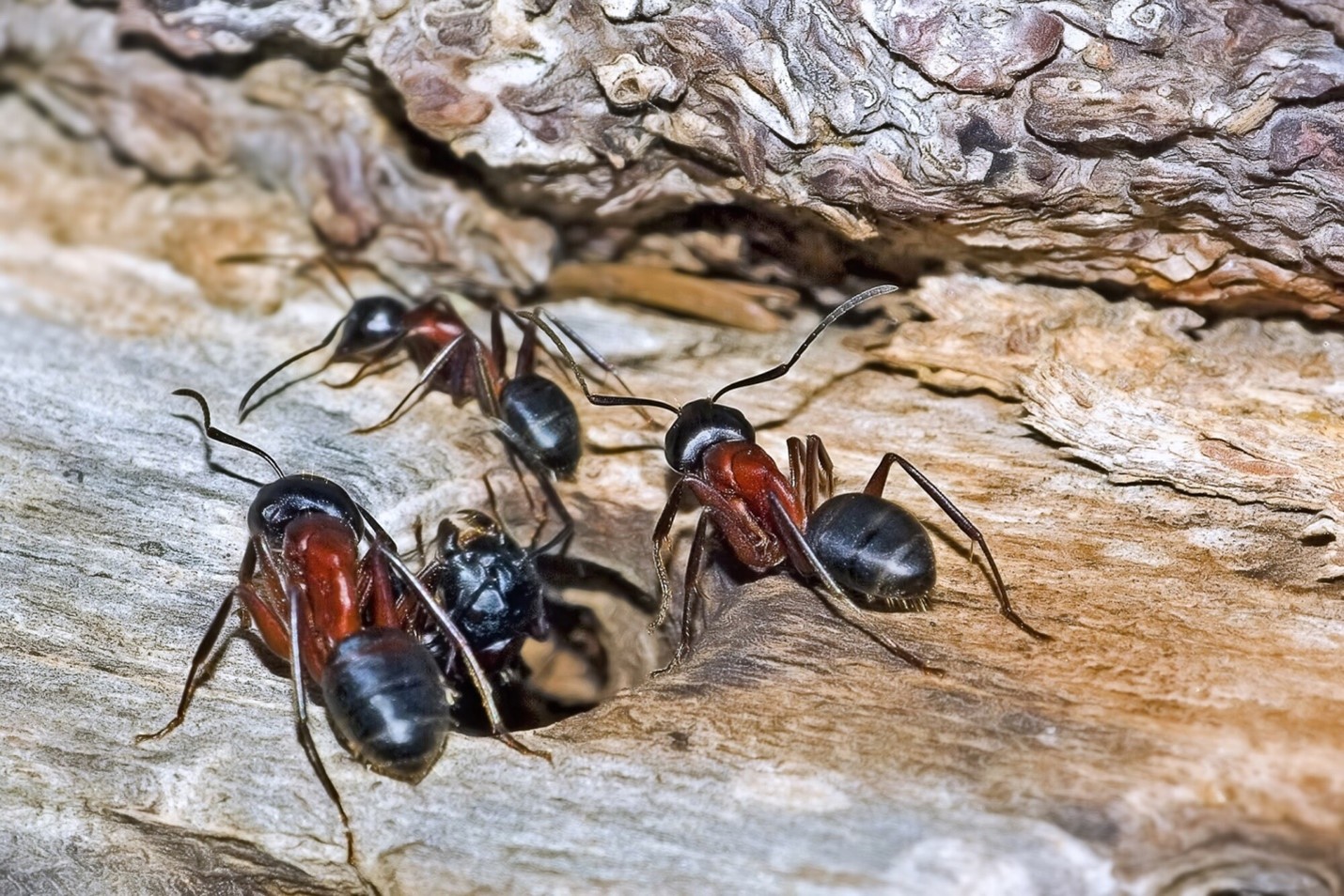 What to Do About a Tree Infested with Ants on Your Property Kadva Corp